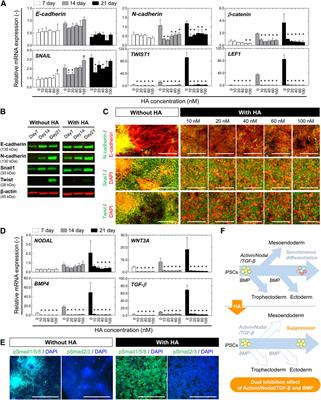 Stable and efficient generation of functional iPSC-derived neural progenitor cell rosettes through regulation of collective cell-cell behavior